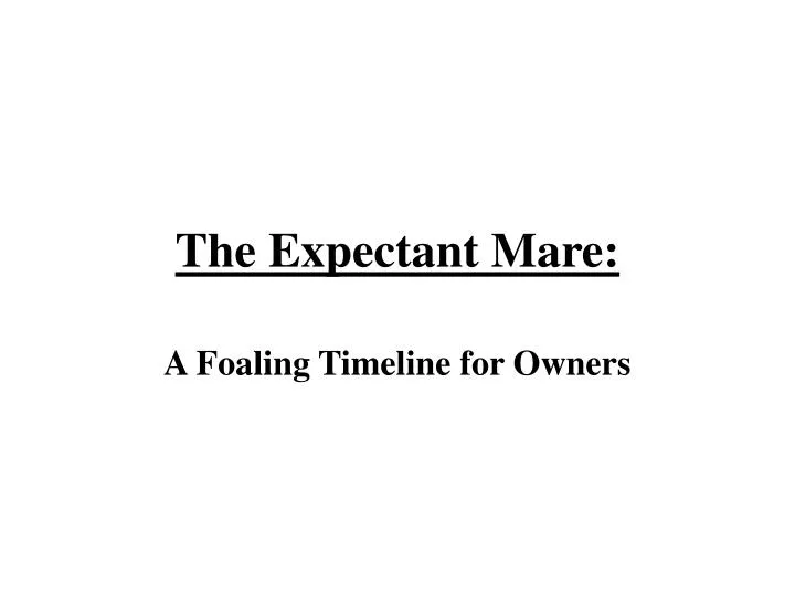 the expectant mare