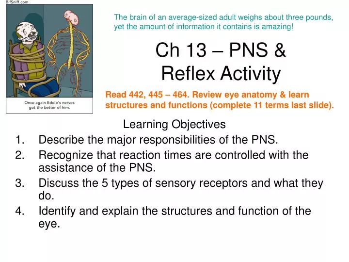 ch 13 pns reflex activity