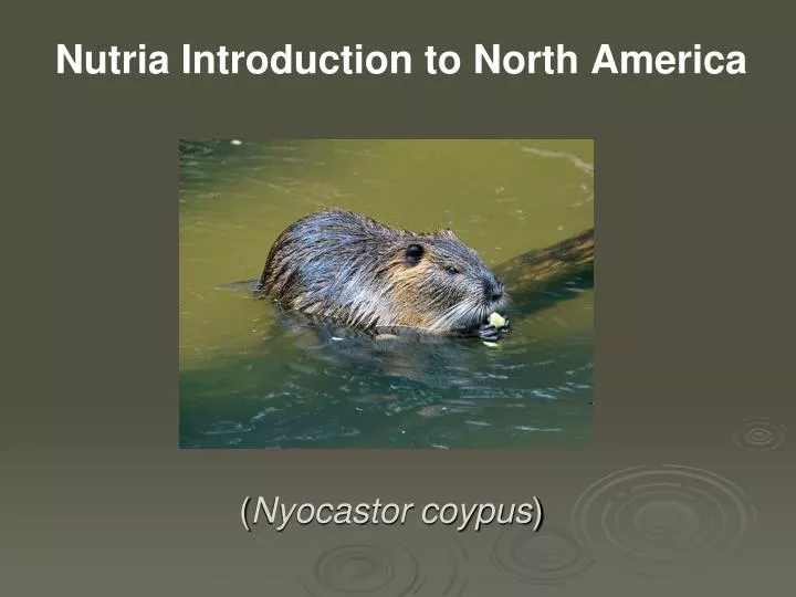 nutria introduction to north america
