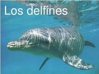Los delfines