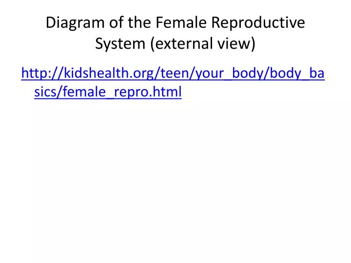 diagram of the female reproductive system external view
