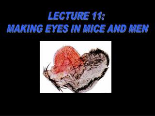 LECTURE 11: MAKING EYES IN MICE AND MEN