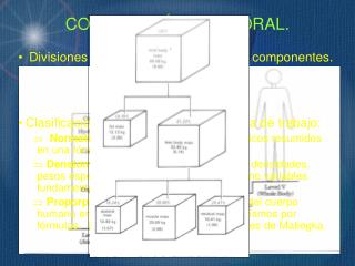 composici n corporal
