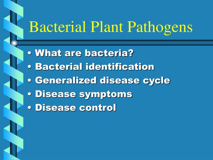 bacterial plant pathogens