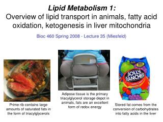 Lipid Metabolism 1: Overview of lipid transport in animals, fatty acid oxidation, ketogenesis in liver mitochondria