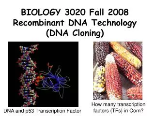BIOLOGY 3020 Fall 2008 Recombinant DNA Technology (DNA Cloning)