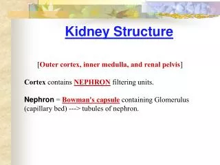 Kidney Structure