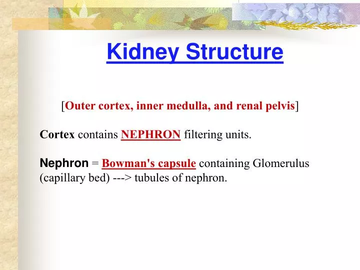 kidney structure