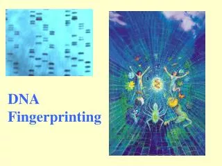 DNA Fingerprinting