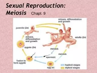 Sexual Reproduction: Meiosis