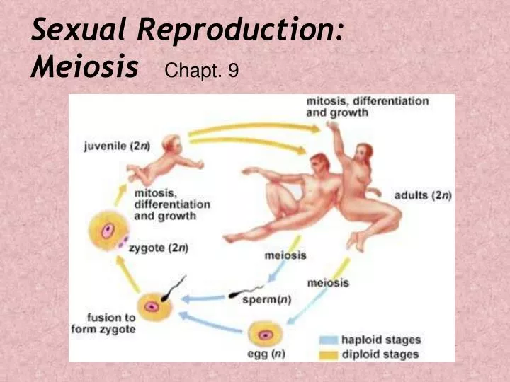 sexual reproduction meiosis