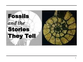 Fossils and the Stories They Tell