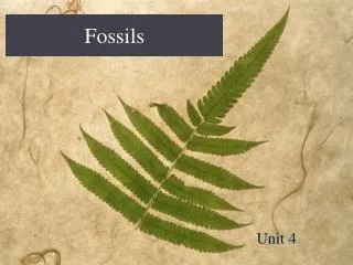 fossils