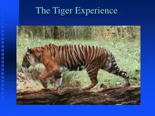 The Tiger Experience
