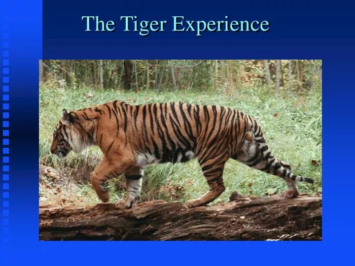 the tiger experience
