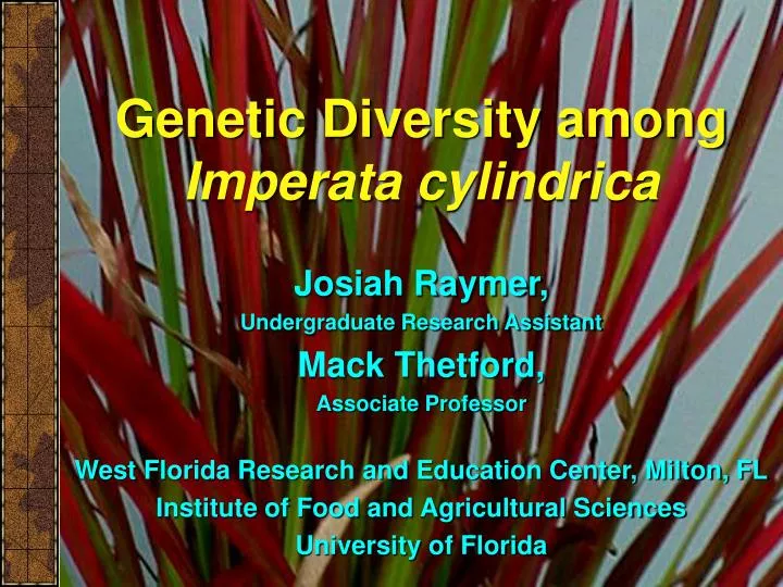 genetic diversity among imperata cylindrica