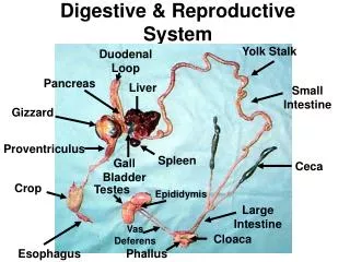 Digestive &amp; Reproductive System