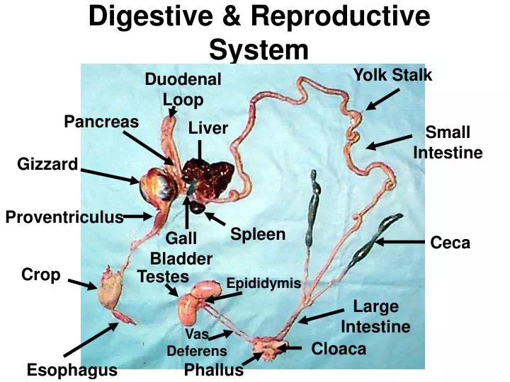digestive reproductive system