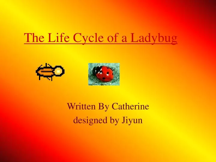 the life cycle of a ladybug