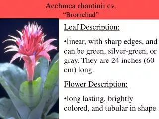 Aechmea chantinii cv. “Bromeliad”