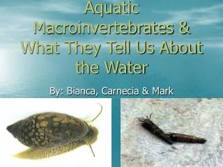 Aquatic Macroinvertebrates &amp; What They Tell Us About the Water