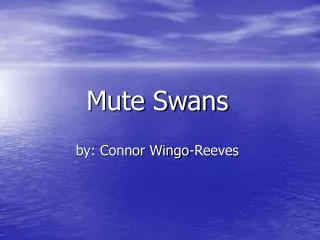 Mute Swans by: Connor Wingo-Reeves