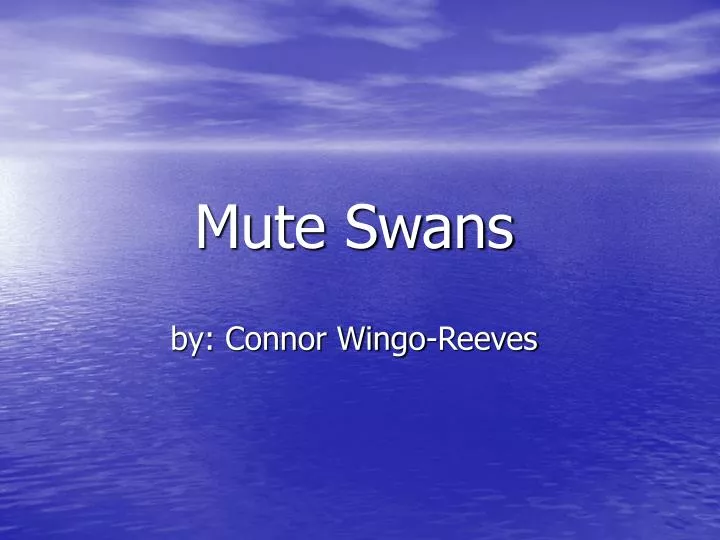 mute swans by connor wingo reeves