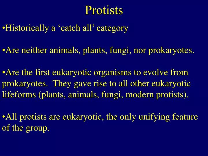 protists