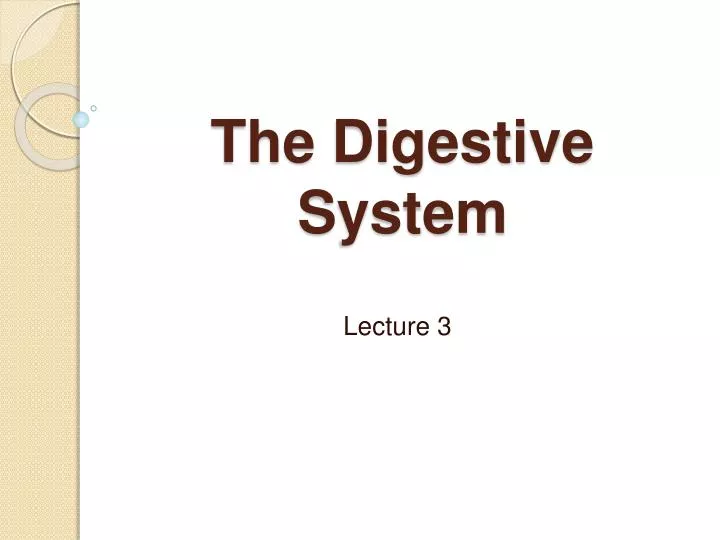 the digestive system