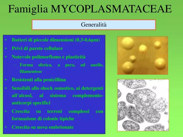 famiglia mycoplasmataceae