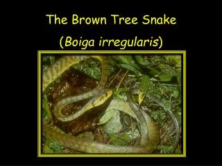 The Brown Tree Snake ( Boiga irregularis )
