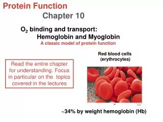 Protein Function Chapter 10