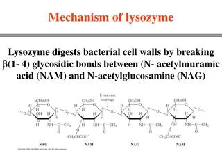 Mechanism of lysozyme