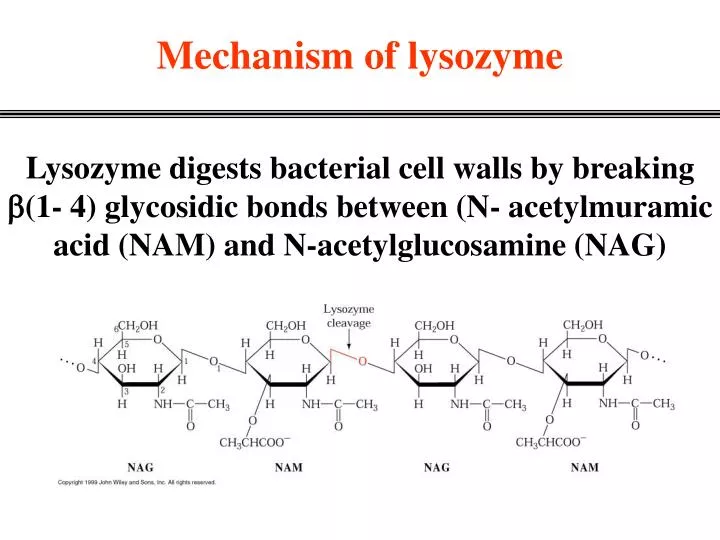 mechanism of lysozyme
