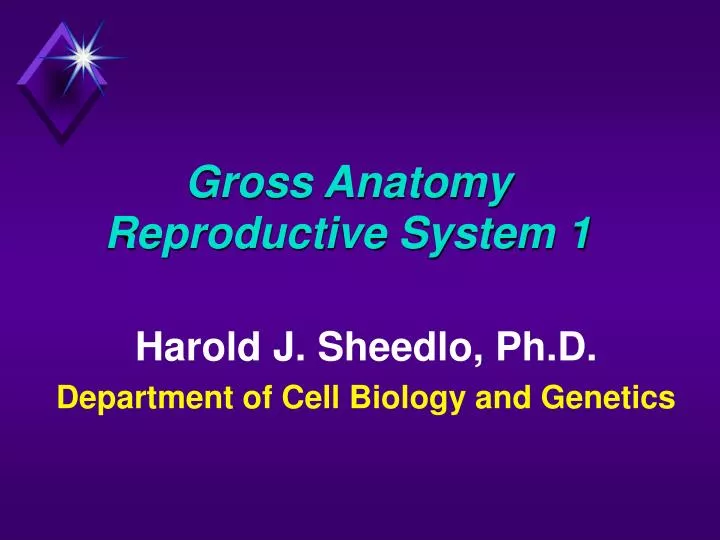 gross anatomy reproductive system 1