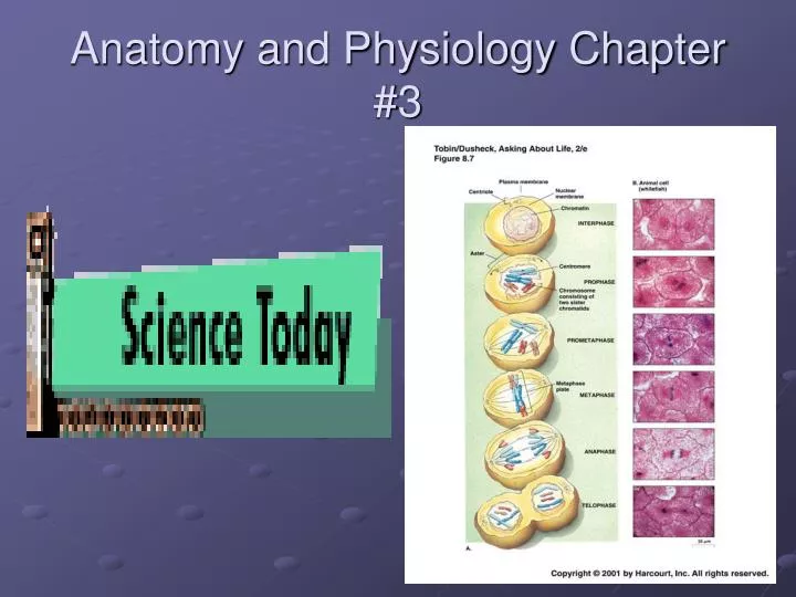 anatomy and physiology chapter 3