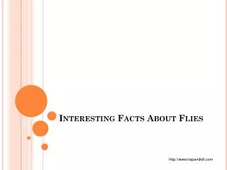 Interesting Facts About Flies