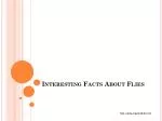 Interesting Facts About Flies - slide 1