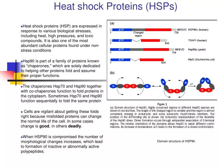 heat shock proteins hsps