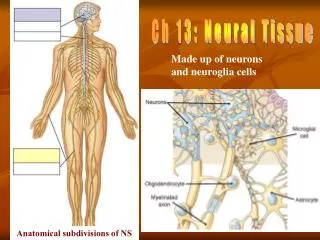 Ch 13: Neural Tissue