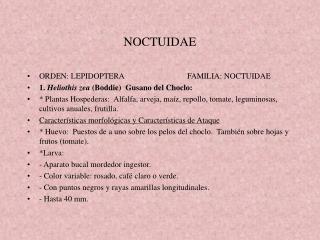noctuidae
