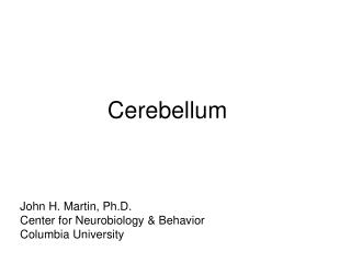 Cerebellum