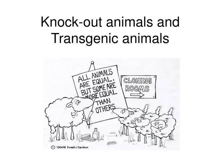 knock out animals and transgenic animals
