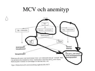 MCV och anemityp