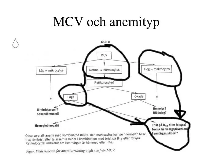 mcv och anemityp
