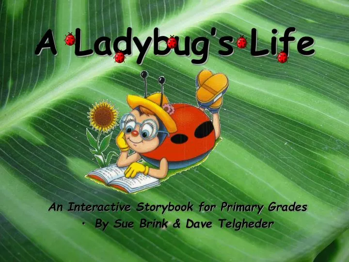 a ladybug s life