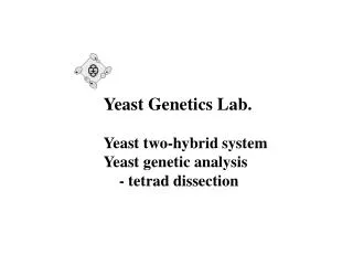 Yeast Genetics Lab. Yeast two-hybrid system Yeast genetic analysis - tetrad dissection