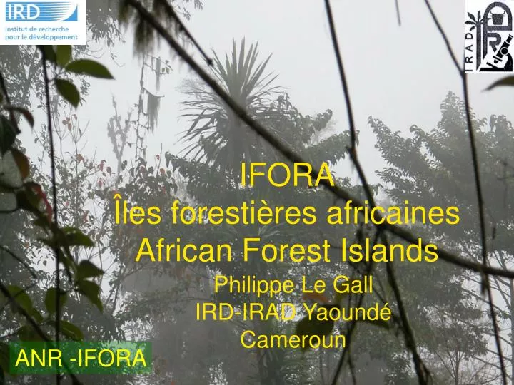 ifora les foresti res africaines african forest islands