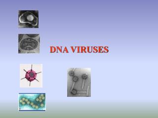 DNA VIRUSES