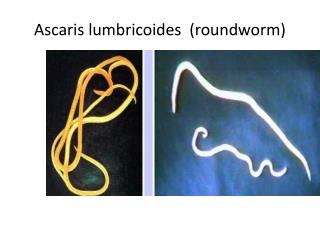 Ascaris lumbricoides (roundworm)